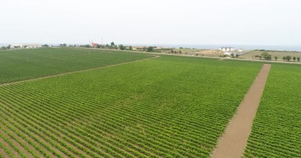Vídeo aéreo, grandes plantaciones de uvas. Viñedos verdes en el Kuban . — Vídeos de Stock