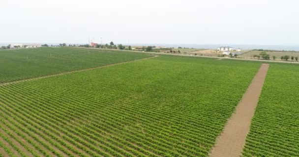 Luchtfoto video, grote plantages van druiven. Groene wijngaarden in de Koeban. — Stockvideo