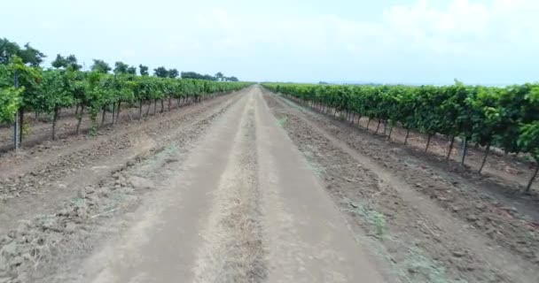 Zelená vinice v Kubáně. Letecké video, velké plantáže hroznů. — Stock video