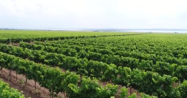 Aerial video, plantations of grapes. Green vineyards, growing grapes. — Stock Video