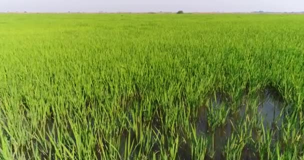 Aérea - Plantaciones de arroz, prado de agua. Campo de arroz verde . — Vídeos de Stock