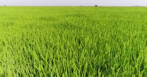 Campo de arroz verde. Aeronáutica - Plantaciones de arroz, prado de agua . — Vídeo de stock