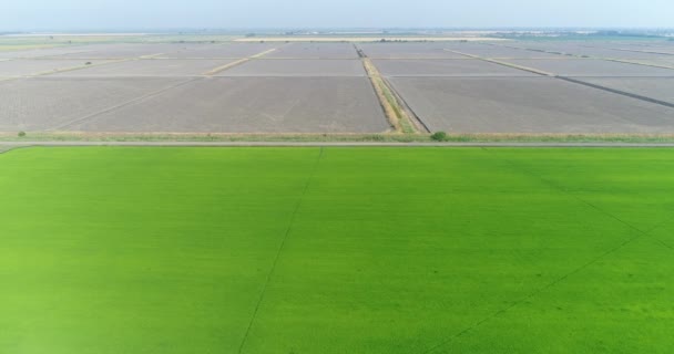 航空写真ビュー、田んぼ、水、牧草地。緑の野原、水稲栽培農場します。. — ストック動画
