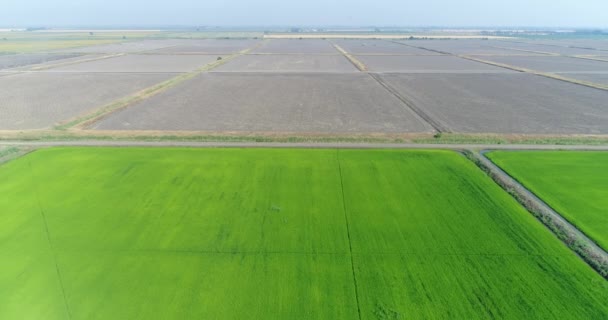 Green field, rice cultivation, farm. Aerial view, rice fields, water meadow. — Stock Video