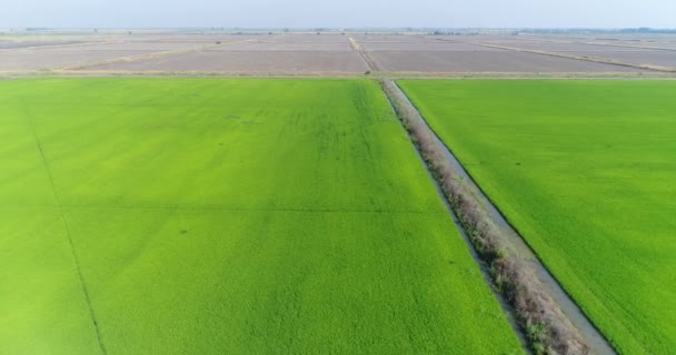 航空写真ビュー 田んぼ 牧草地 緑の野原 水稲のプランテーション — ストック動画