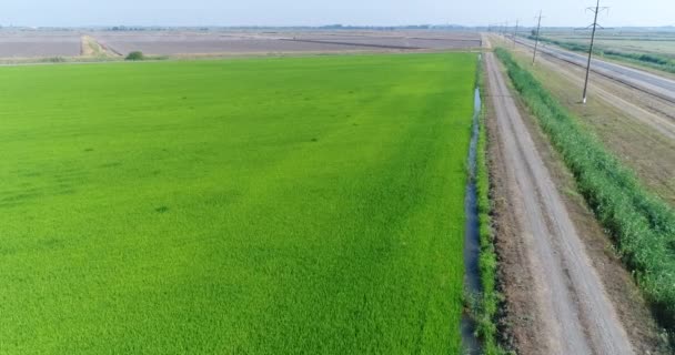 Vue aérienne, rizière et chemin de terre. plantation de riz, ferme . — Video