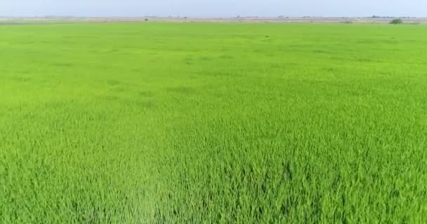 Campo verde, piantagione di riso. Vista aerea, risaie, prato acquatico . — Video Stock