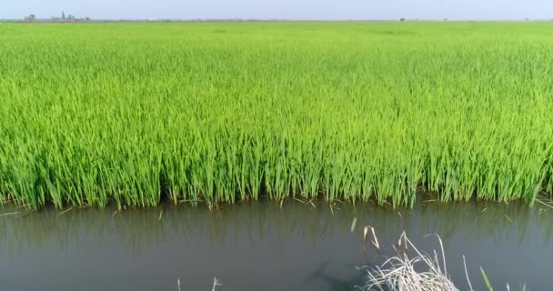 Campo de arroz, prado de agua. Cultivo de arroz, plantación . — Vídeos de Stock