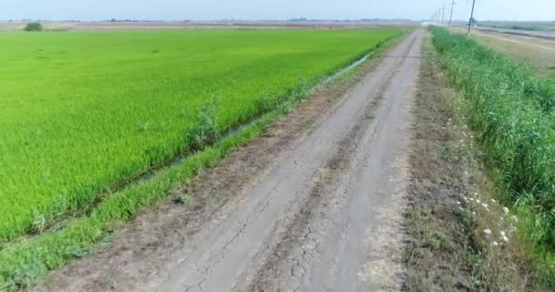 Рисовая плантация, ферма. Вид с воздуха, рисовое поле и грунтовая дорога . — стоковое видео