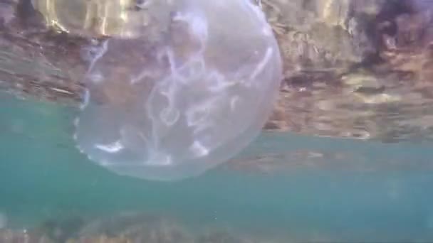 Medusas bajo el agua, disparando una cámara llena de acción . — Vídeo de stock