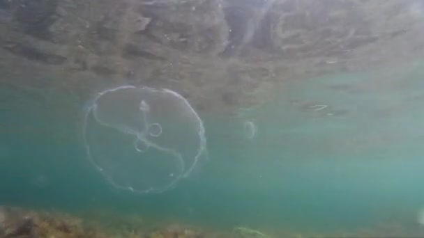 Transparentní medúzy pod vodou. Mořské pozadí. — Stock video