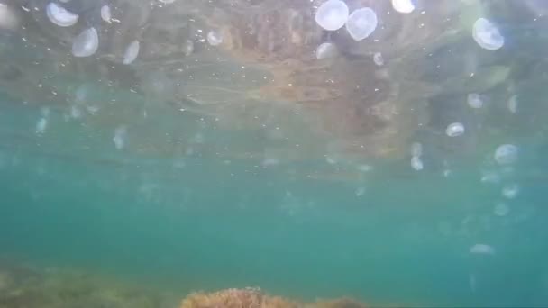 Fondo marino. Mar, medusas bajo el agua . — Vídeos de Stock