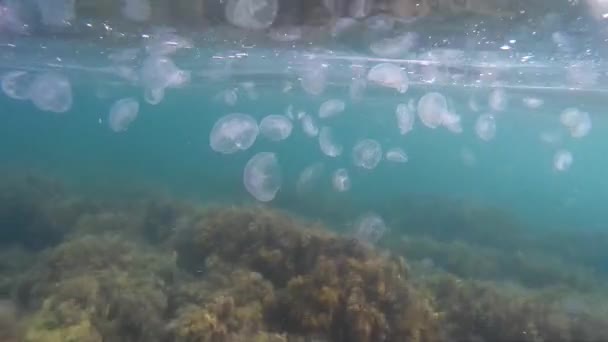水母在海里的水下 美丽的莫里斯背景 — 图库视频影像