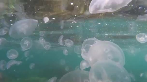 Велика медуза в морі під водою. Морський світ . — стокове відео