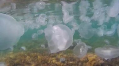 Bir sürü denizanası denizin içinde. Güzel deniz sualtı arka plan.