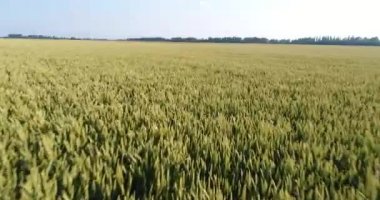 Hava fotoğrafçılığı, yeşil buğday alan. Tarım, buğday hasat.