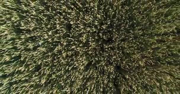 Photographie aérienne, champ de blé, récolte de blé .