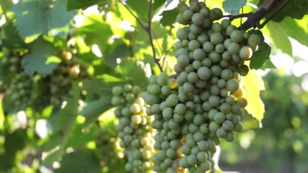 Giovane uva verde, un grappolo d'uva . — Video Stock