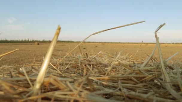 Abgeschrägtes Heu auf dem Feld. — Stockvideo