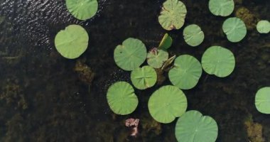 Nilüferler su, bir göl veya bir bataklık bir hava video.