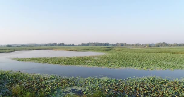 Jezero lotosů, pohled shora, jezero a rákosí. — Stock video