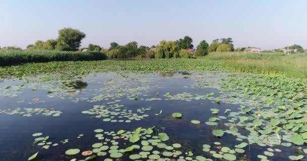 Lago con lotos, un estanque o un pantano, un video aéreo . — Vídeos de Stock