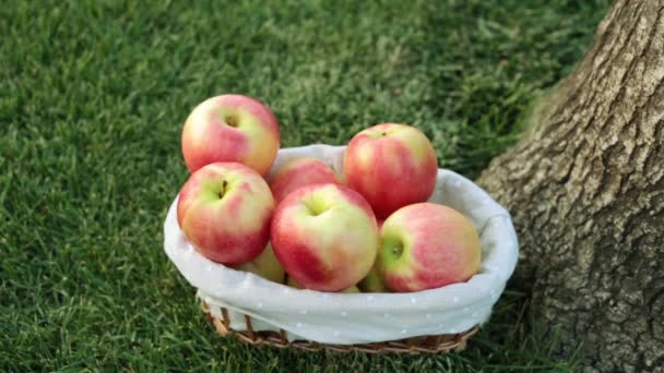 Hand legt den Apfel in den Korb. frische Ernte der Äpfel. — Stockvideo