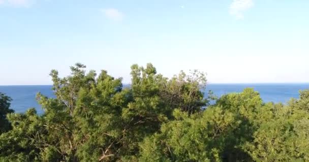 Vue aérienne, arbres verts et mer bleue. Contexte marin . — Video