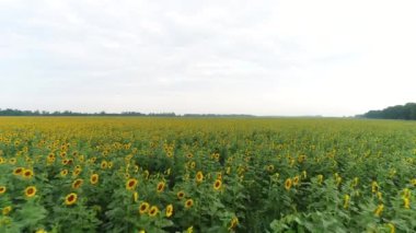 Hava fotoğrafçılığı Ayçiçeği tarlası. Büyüyen ayçiçekleri.