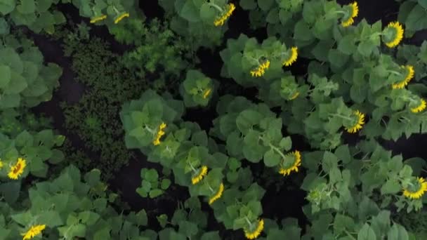 生长的向日葵。空中摄影是向日葵的田野. — 图库视频影像