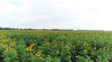 Havadan görünümü - çiçekli ayçiçeği. Ayçiçeği tarlası.