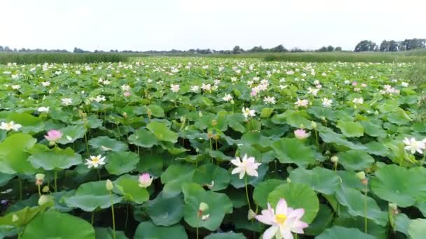 Lac de lotus. Lotus roses dans l'eau, photographie aérienne . — Video