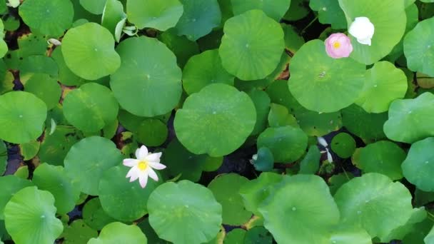 Luchtfoto - roze lotussen en groene waterlelies. Poel van lotussen. — Stockvideo