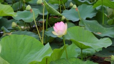 Pembe nilüferler ve yeşil nilüferler. Nilüferler göl.