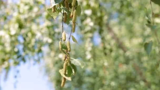 Brotes del abedul. Hojas y brotes de abedul . — Vídeos de Stock