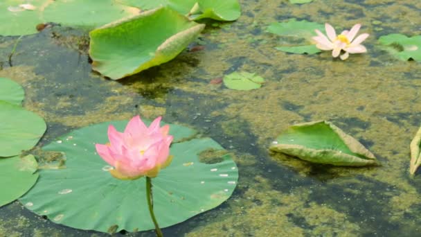 莲花湖。粉红色莲花和绿色睡莲. — 图库视频影像