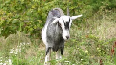 Bir keçi alanında yeşil ot yiyor. Çiftlik, sığır, keçi.