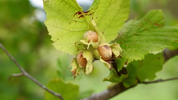 Hazelnoot groeit aan een boom. Hazelnoot op een tak. — Stockvideo