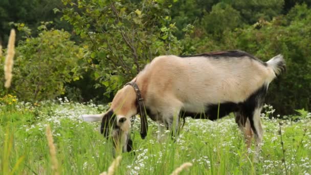 Una cabra roza en un prado. — Vídeo de stock