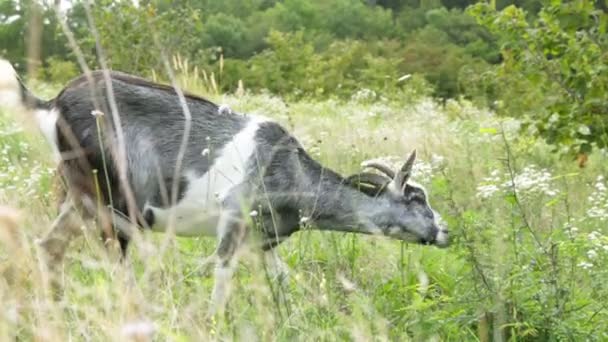 Une chèvre dans le champ mange de l'herbe. Exploitation agricole, bétail . — Video
