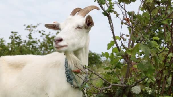 Close-up van de geit. Boerderij, geiten, runderen. — Stockvideo
