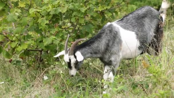 Geit gaat naar het veld. Boerderij, vee, geiten. — Stockvideo