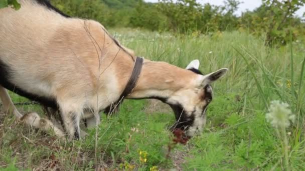 Geit graast in het veld en Eet gras. Boerderij, geiten, runderen. — Stockvideo