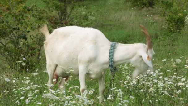 Una cabra en el campo está comiendo hierba. Granja, ganado, cabras . — Vídeos de Stock