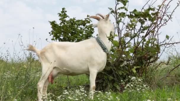 Une chèvre dans une prairie mange de l'herbe. Ferme, chèvres, bovins . — Video