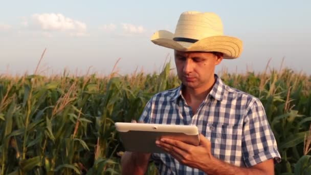 Hombre agricultor en un campo de maíz con una tableta — Vídeo de stock