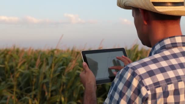 Mısır dolu bir alanda tablet ile erkek çiftçi — Stok video