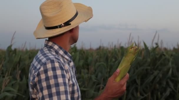 A mező kukorica termelő. Egy ember a háttérben, kukorica. — Stock videók