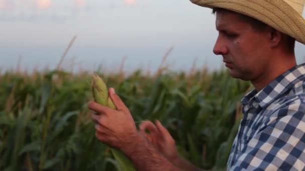 Мужчина-фермер держит початок кукурузы . — стоковое видео