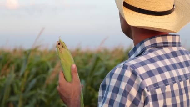 Un granjero con sombrero en un campo de maíz . — Vídeo de stock